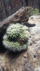 Mammillaria jaliscana jaliscana