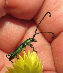 Hypocrites claviger claviger