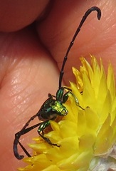 Hypocrites claviger claviger