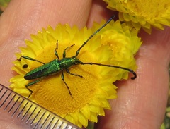 Hypocrites claviger claviger