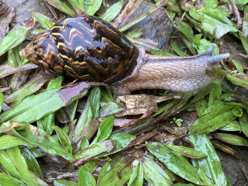 Orthalicus bifulguratus