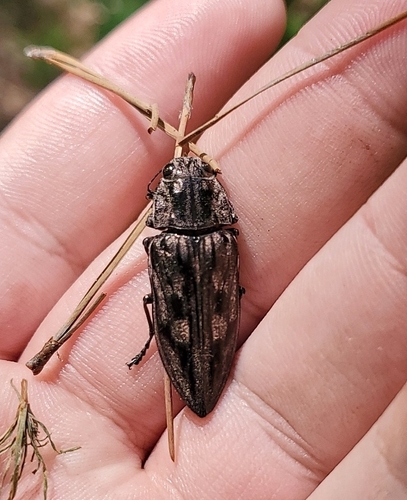 Sculptured Pine Borer photo 4