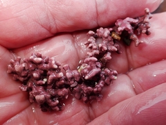 Phymatolithon calcareum