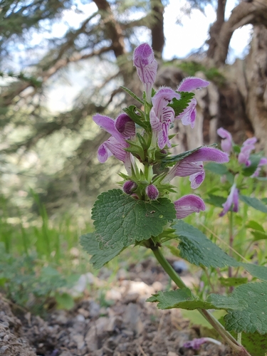 Lamium garganicum image