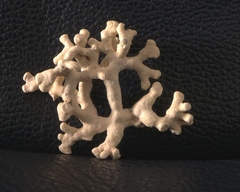 Phymatolithon calcareum