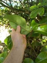 Pseudopanax laetus