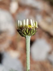 Anthemis pedunculata image