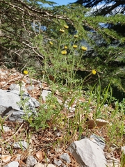 Anthemis pedunculata subsp. atlantica image