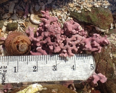 Phymatolithon calcareum