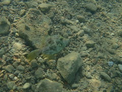 Stephanolepis diaspros