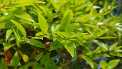 Metrosideros bartlettii