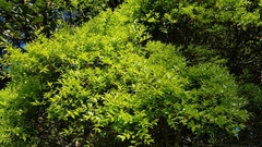 Metrosideros bartlettii