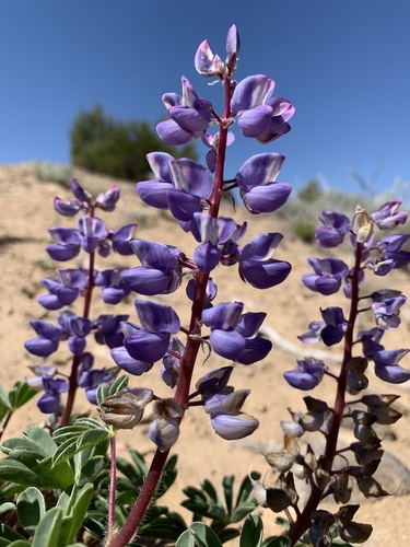 sand lupine (Lupinus ammophilus)