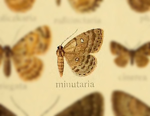 Ecodonia minutaria