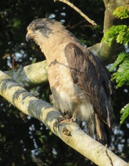 Circaetus fasciolatus