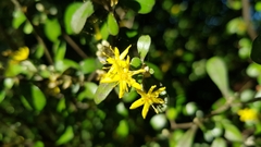 Corokia buddleioides buddleioides