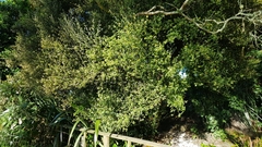 Corokia buddleioides buddleioides