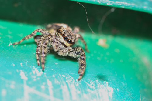 Fencepost jumping spider, 1761 Anna Paulowna, Nederland, photo 2 of 10