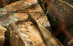 Sceloporus zosteromus