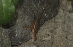 Sceloporus licki
