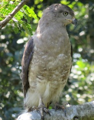 Circaetus fasciolatus