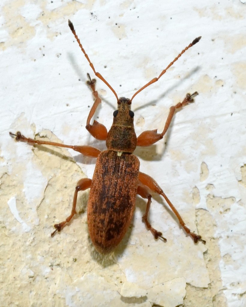 Phyllobius fulvago