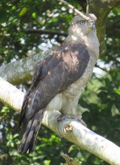 Circaetus fasciolatus