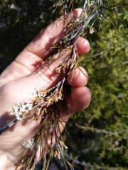 Dracophyllum subulatum