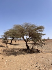 Acacia ehrenbergiana image