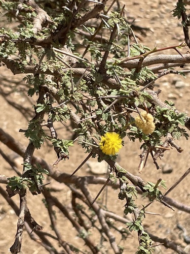 Acacia ehrenbergiana image