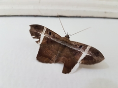 Hemeroblemma mexicana