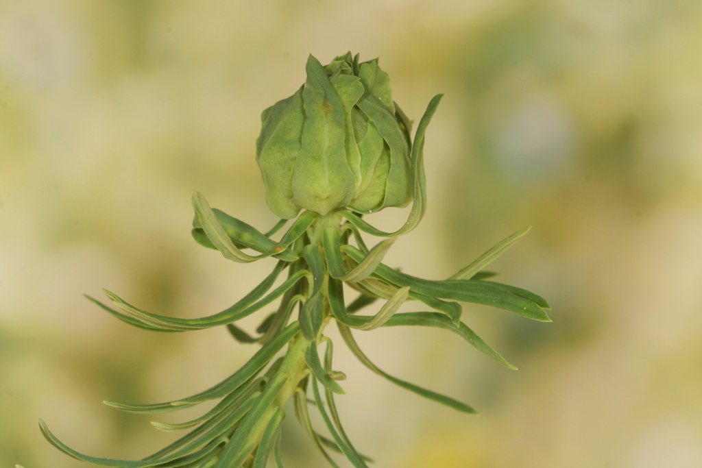 Gall midge