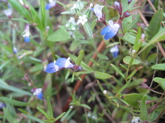 Collinsia