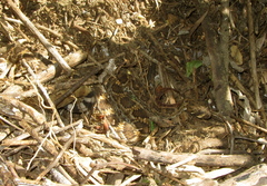 Crotalus ruber lucasensis