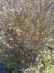 Dracophyllum subulatum