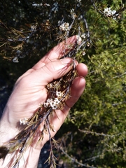 Dracophyllum subulatum