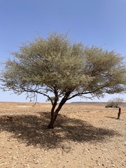 Image of Acacia ehrenbergiana