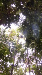 Ateles fusciceps fusciceps