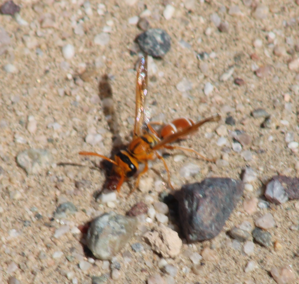 Pterocheilus diversicolor