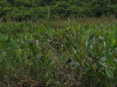 Pontederia sagittata