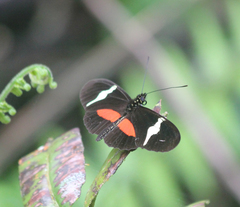Heliconius clysonymus