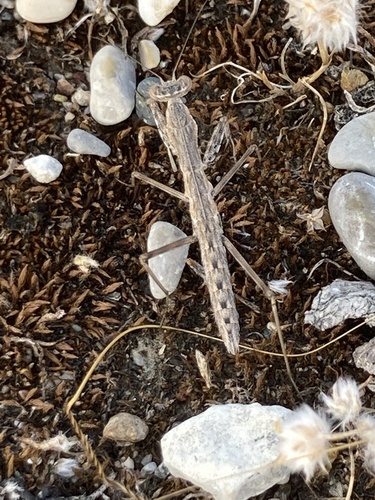 Photo of Balkan Ground Mantis (Rivetina balcanica)