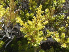Podocarpus laetus × Podocarpus nivalis