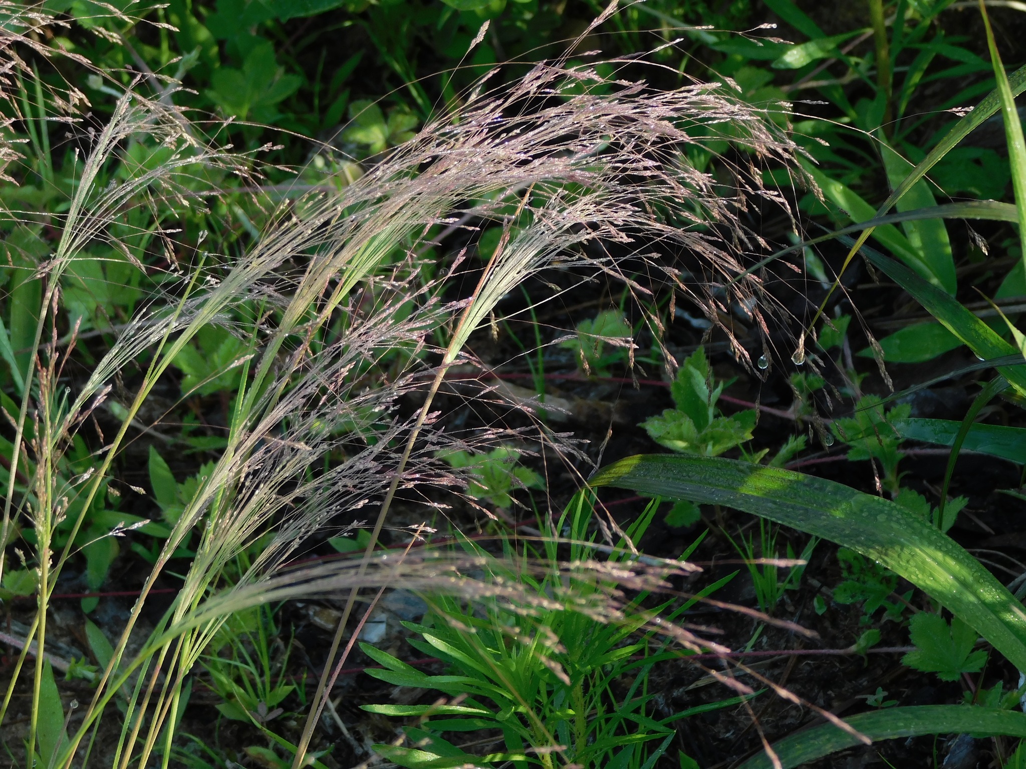 Agrostis hyemalis