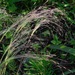 Agrostis hyemalis - Photo (c) Michael J. Papay, alguns direitos reservados (CC BY), uploaded by Michael J. Papay