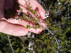Kunzea tenuicaulis