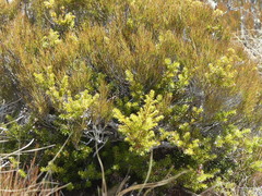 Podocarpus laetus × Podocarpus nivalis