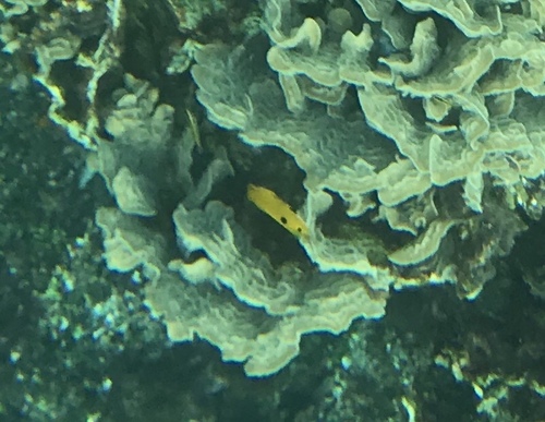 Stegastes planifrons