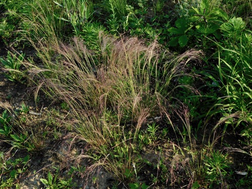 Agrostis hyemalis