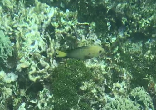Microspathodon chrysurus